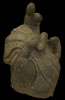 Buddha Hand SFA.B69.S37 Photo Main