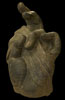 Buddha Hand SFA.B69.S37 Photo 2