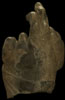 Buddha Hand SFA.B69.S37 Photo 3